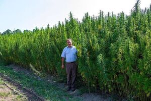 У Глухові відкриють центр терапії марихуаною