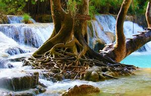 Буря зламала велике дерево, що росло біля водоспаду