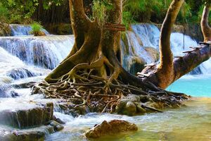 Буря зламала велике дерево, що росло біля водоспаду