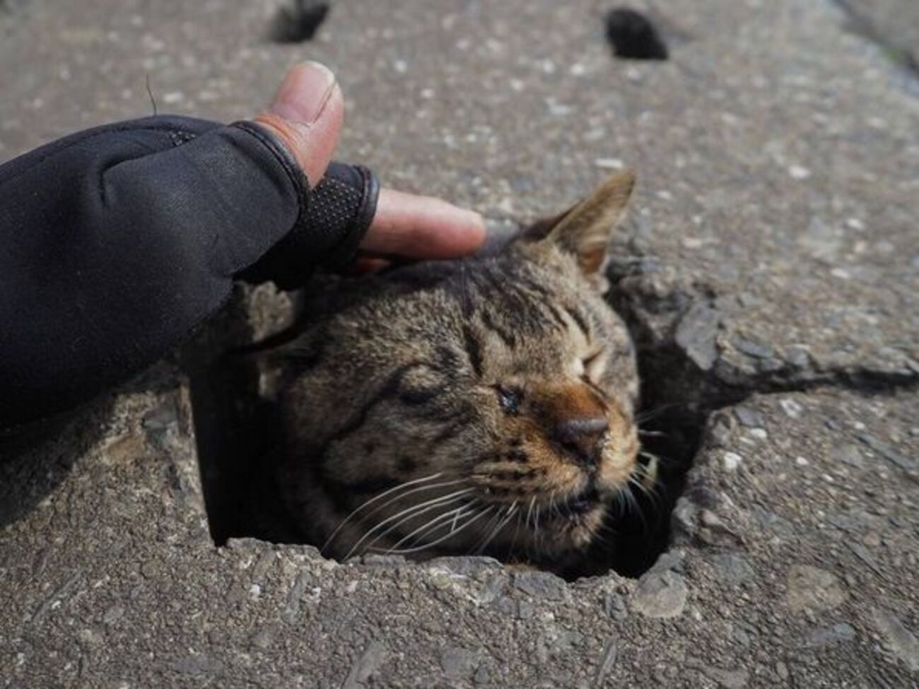 Уличные коты фотографу нравятся