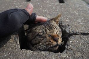 Уличные коты фотографу нравятся