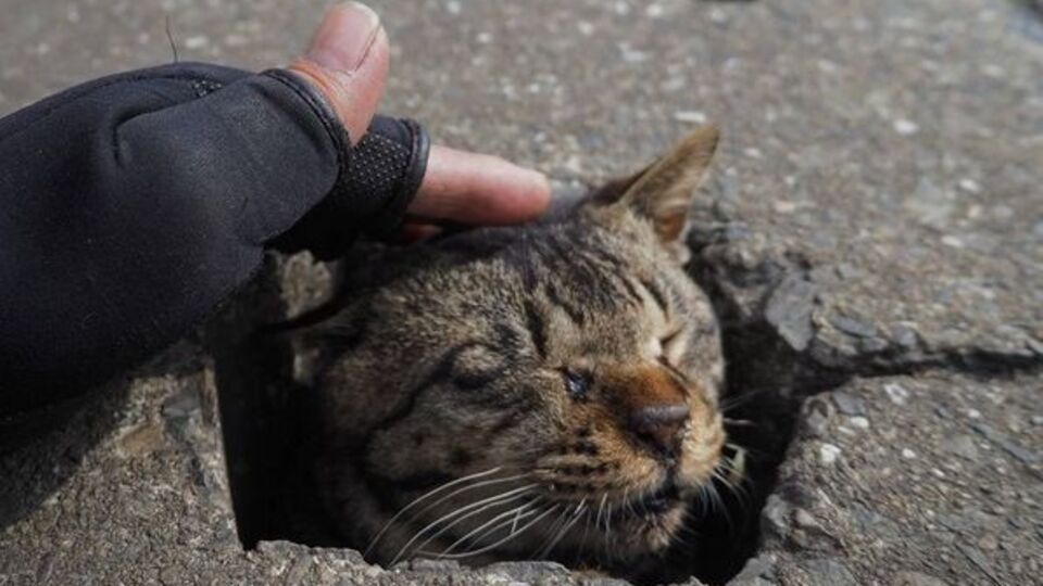 Уличные коты фотографу нравятся