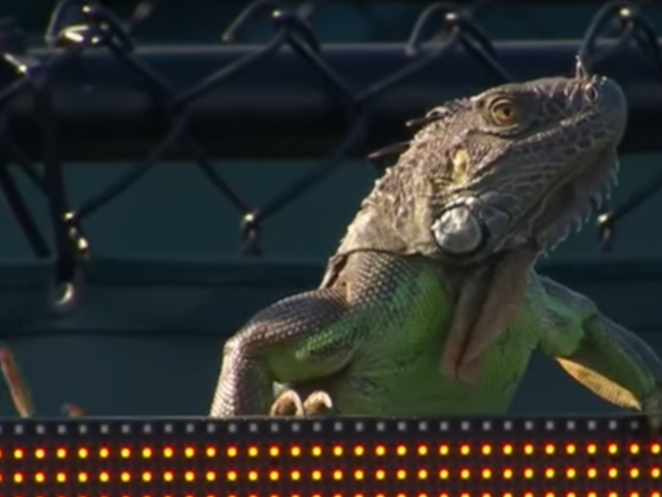 Щоб з'ясувати рахунок поєдинку, ігуана залізла на електронне табло