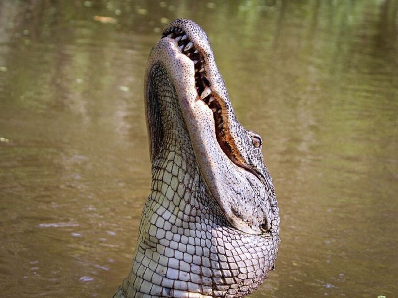 Будет ли засчитан удар, если мяч сожрал аллигатор, спрашивают игроки