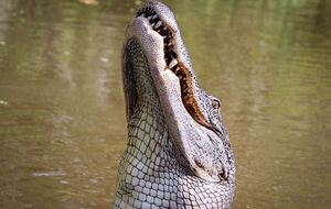 Будет ли засчитан удар, если мяч сожрал аллигатор, спрашивают игроки