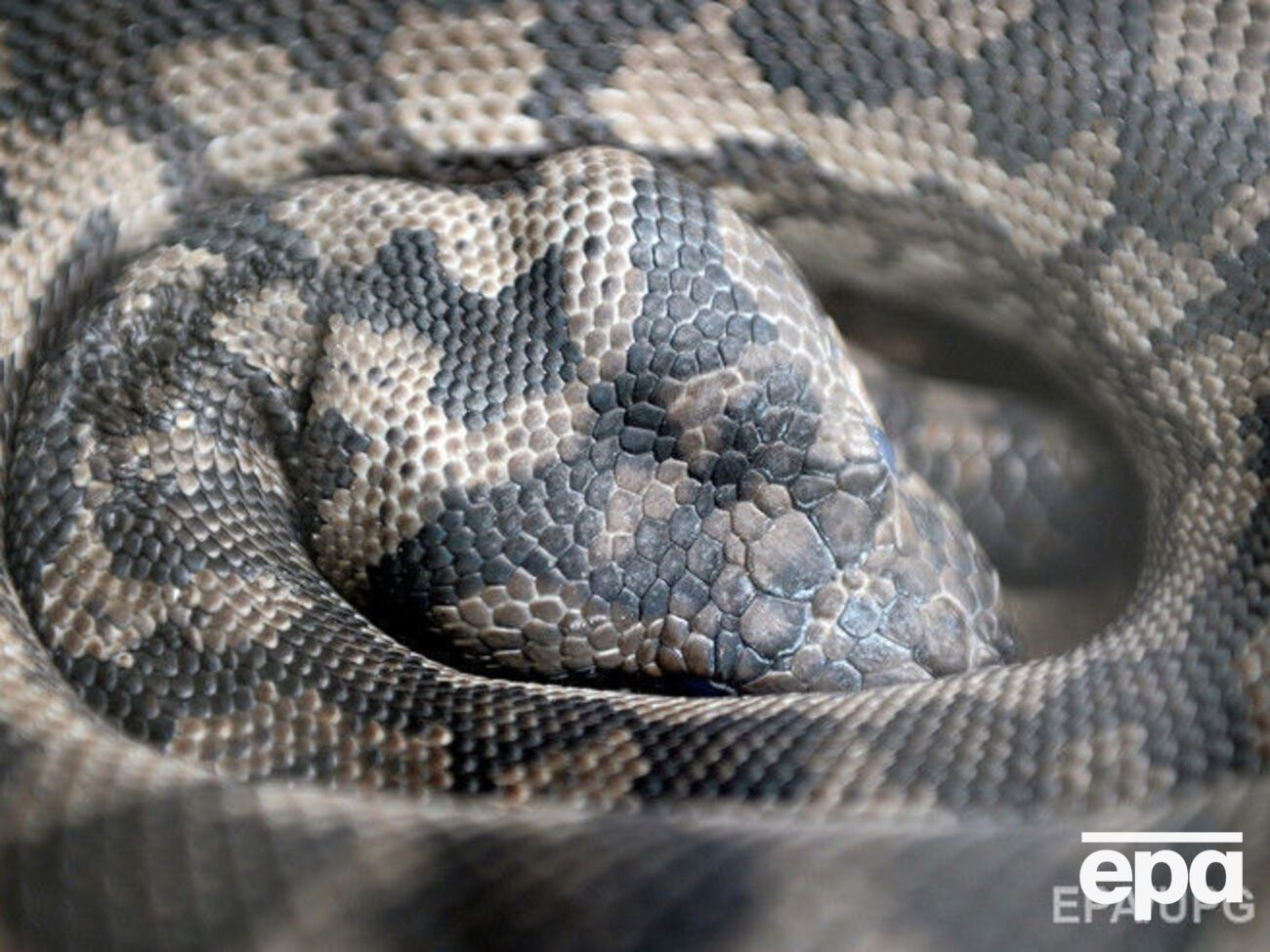 Питон проглотил мужчину целиком