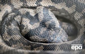 Питон проглотил мужчину целиком