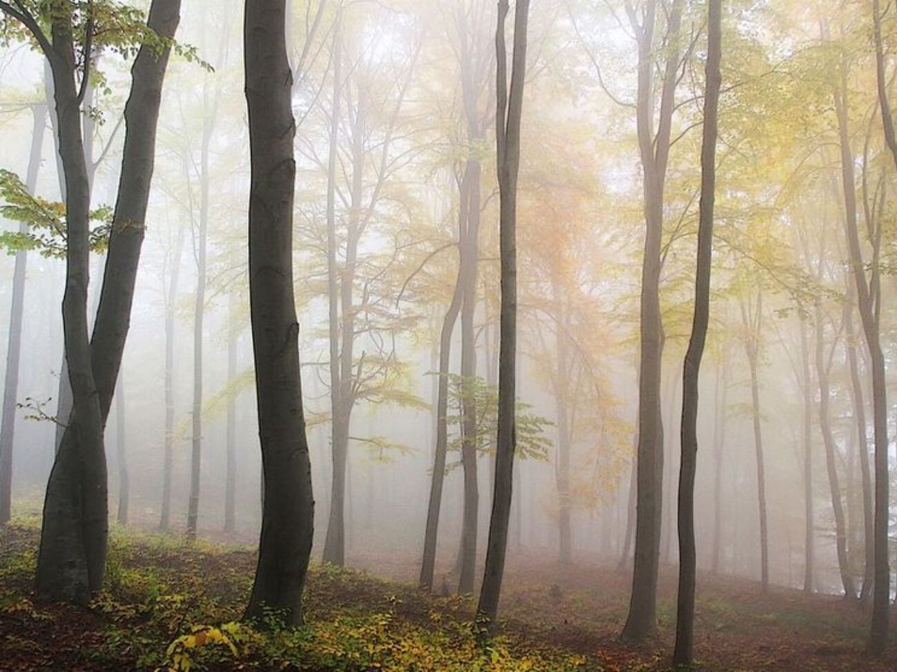 Порывы ветра 3 марта в Украине достигнут 20 м/с