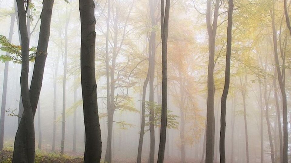 Порывы ветра 3 марта в Украине достигнут 20 м/с