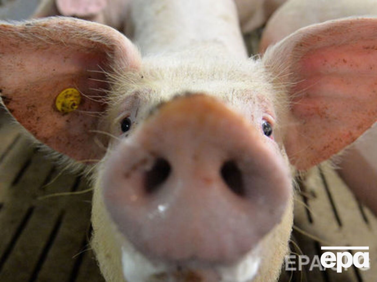 После выявления вспышек африканской чумы свиней были утверждены планы по ликвидации АЧС, определены границы эпизоотических очагов, зон защиты и надзора