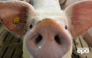 Після виявлення спалахів африканської чуми свиней були затверджені плани ліквідації АЧС, визначені межі епізоотичних осередків, зон захисту та нагляду