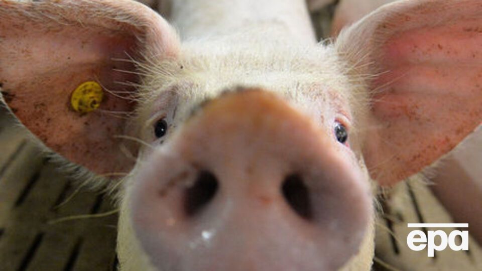 После выявления вспышек африканской чумы свиней были утверждены планы по ликвидации АЧС, определены границы эпизоотических очагов, зон защиты и надзора