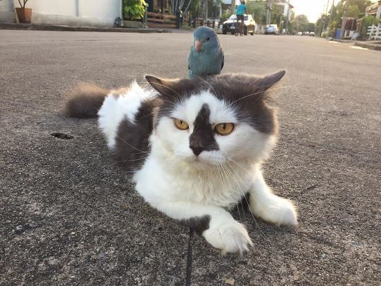 Птица залезла коту на голову