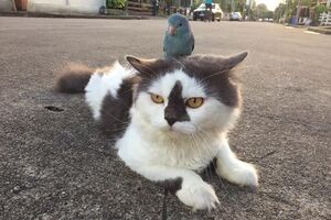 Птица залезла коту на голову