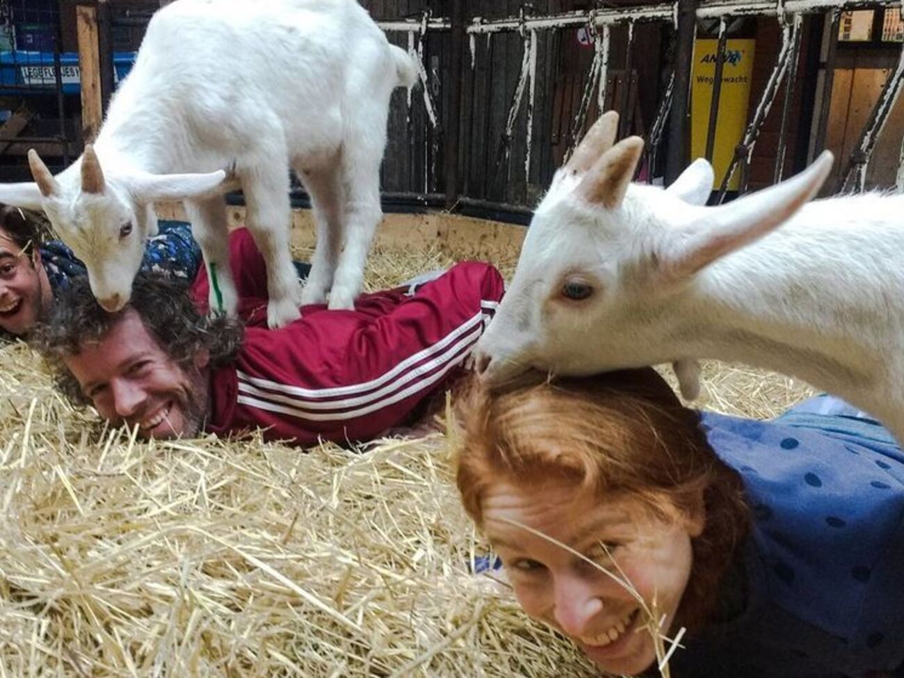 Голландці захопилися коза-йогою