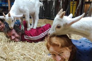 Голландці захопилися коза-йогою