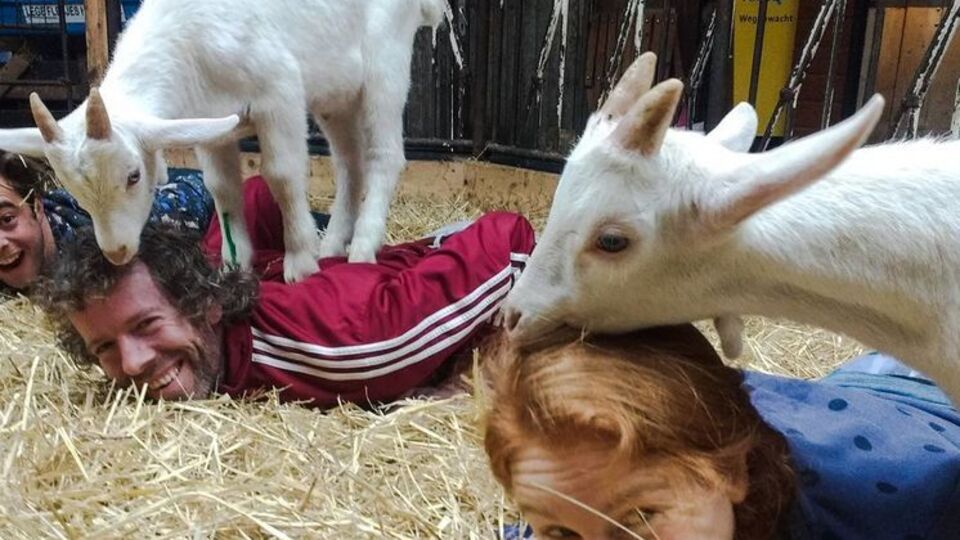Голландцы увлеклись козо-йогой