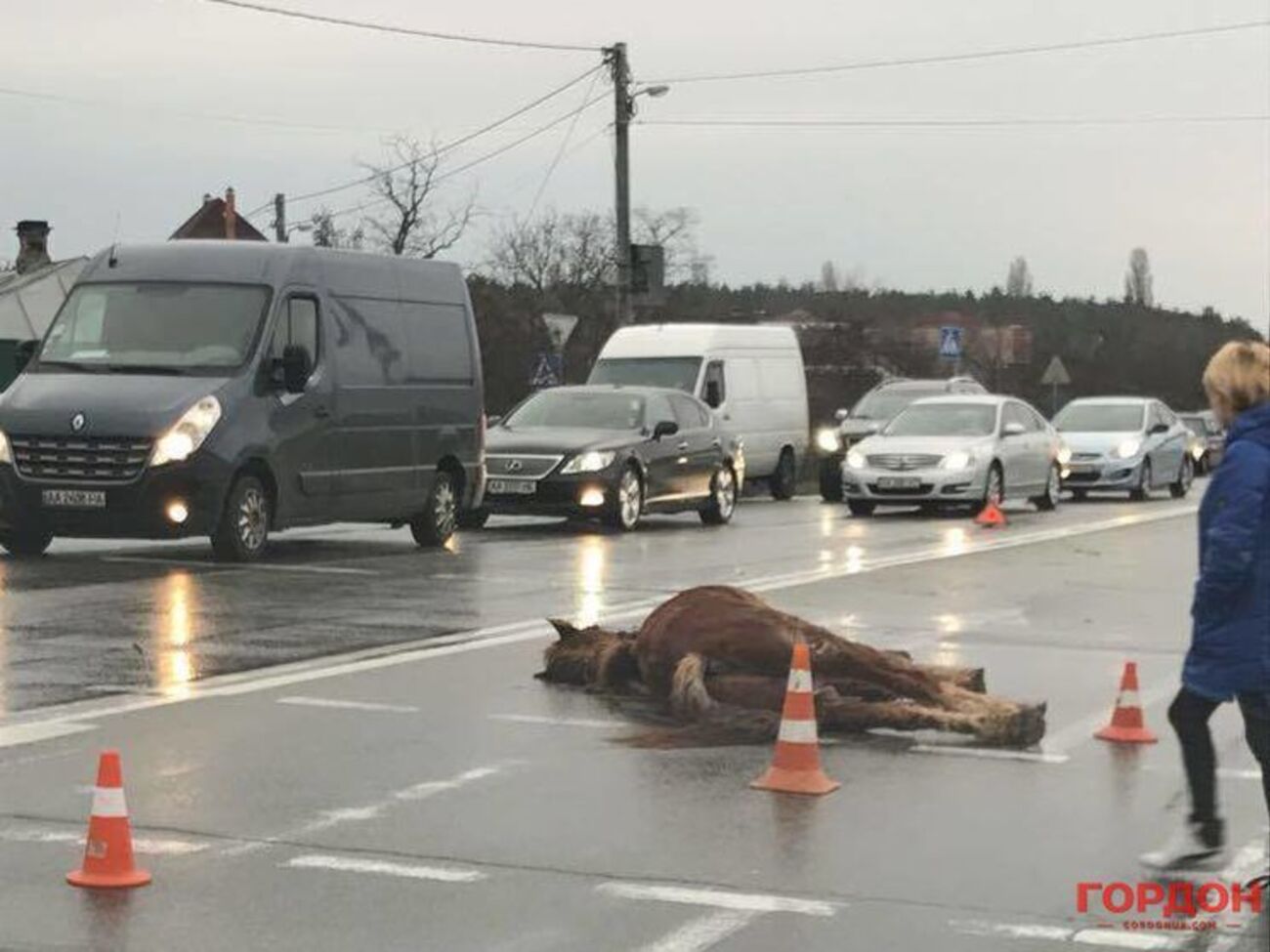 Автомобіль, який збив коня, зазнав сильних пошкоджень
