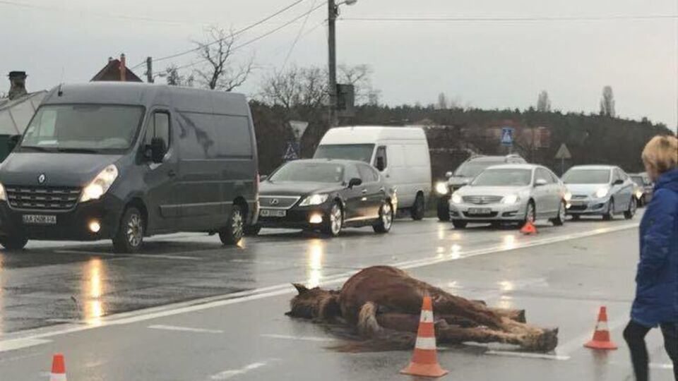 Автомобіль, який збив коня, зазнав сильних пошкоджень
