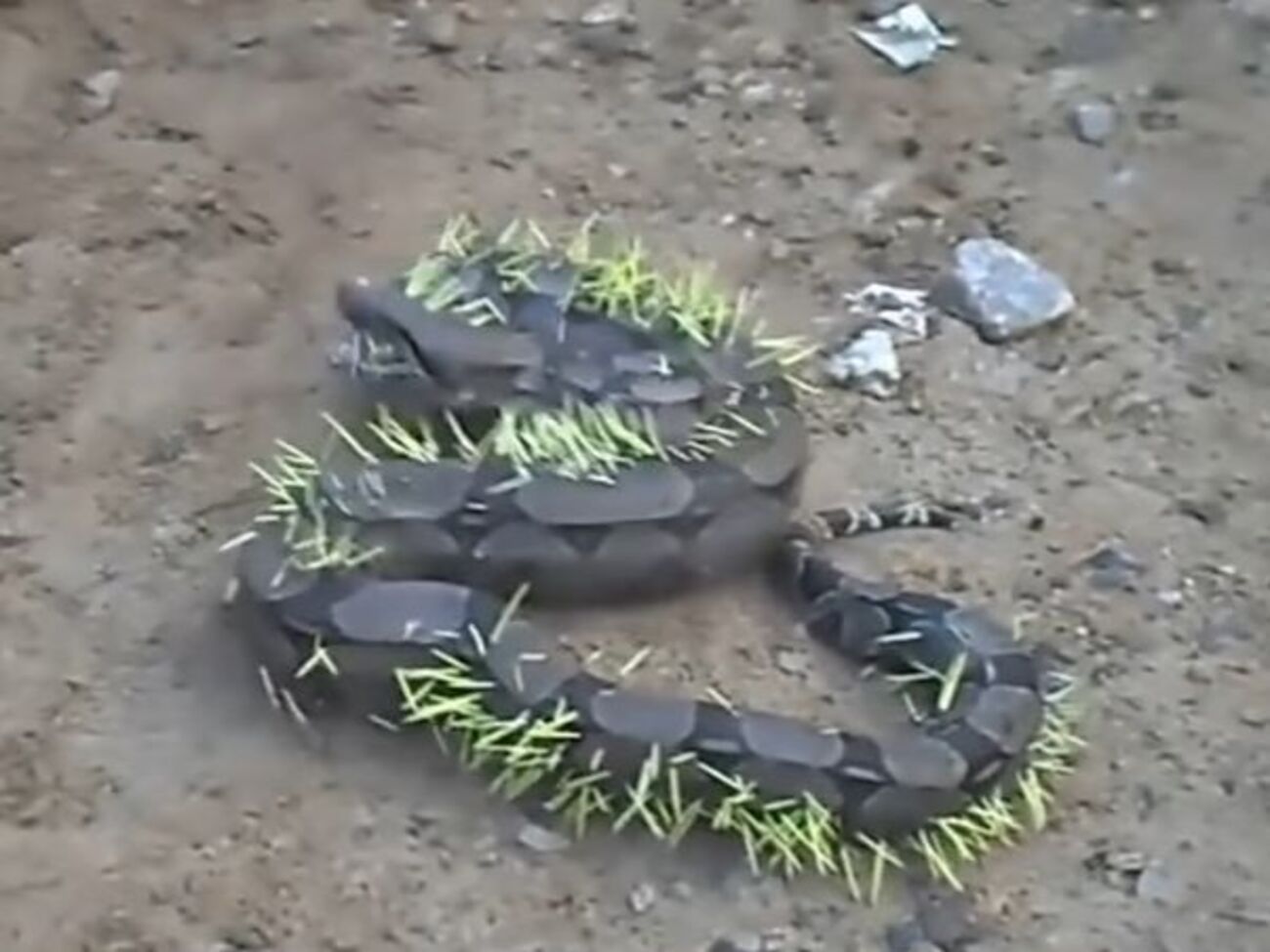 Удав-дикобраз