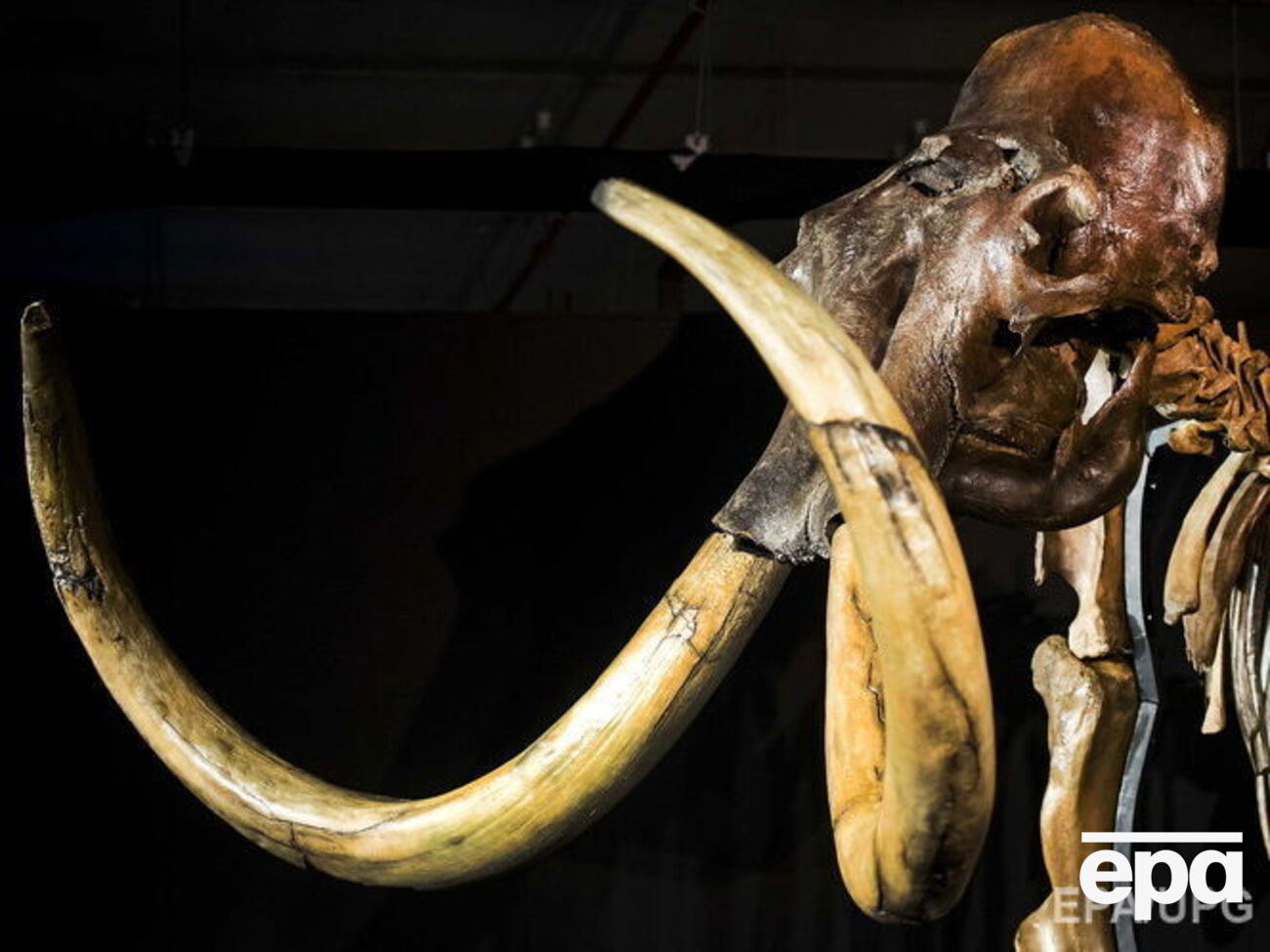 Ученые продолжают исследовать причины вымирания мамонтов