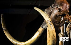 Ученые продолжают исследовать причины вымирания мамонтов