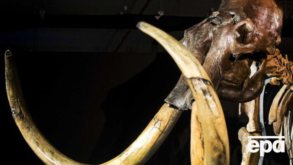 Ученые продолжают исследовать причины вымирания мамонтов