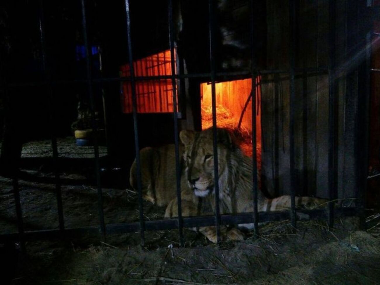 Лев напав на відвідувача лазні