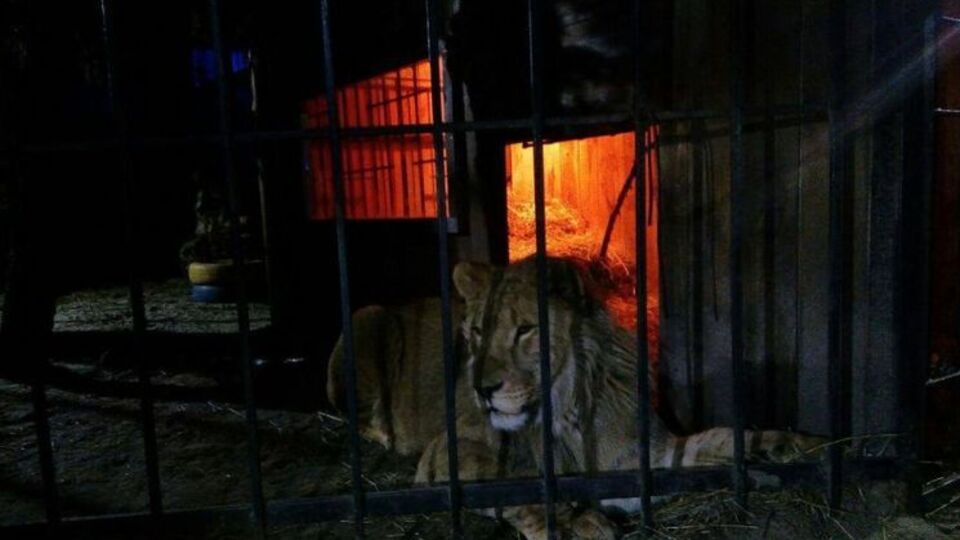 Лев напав на відвідувача лазні