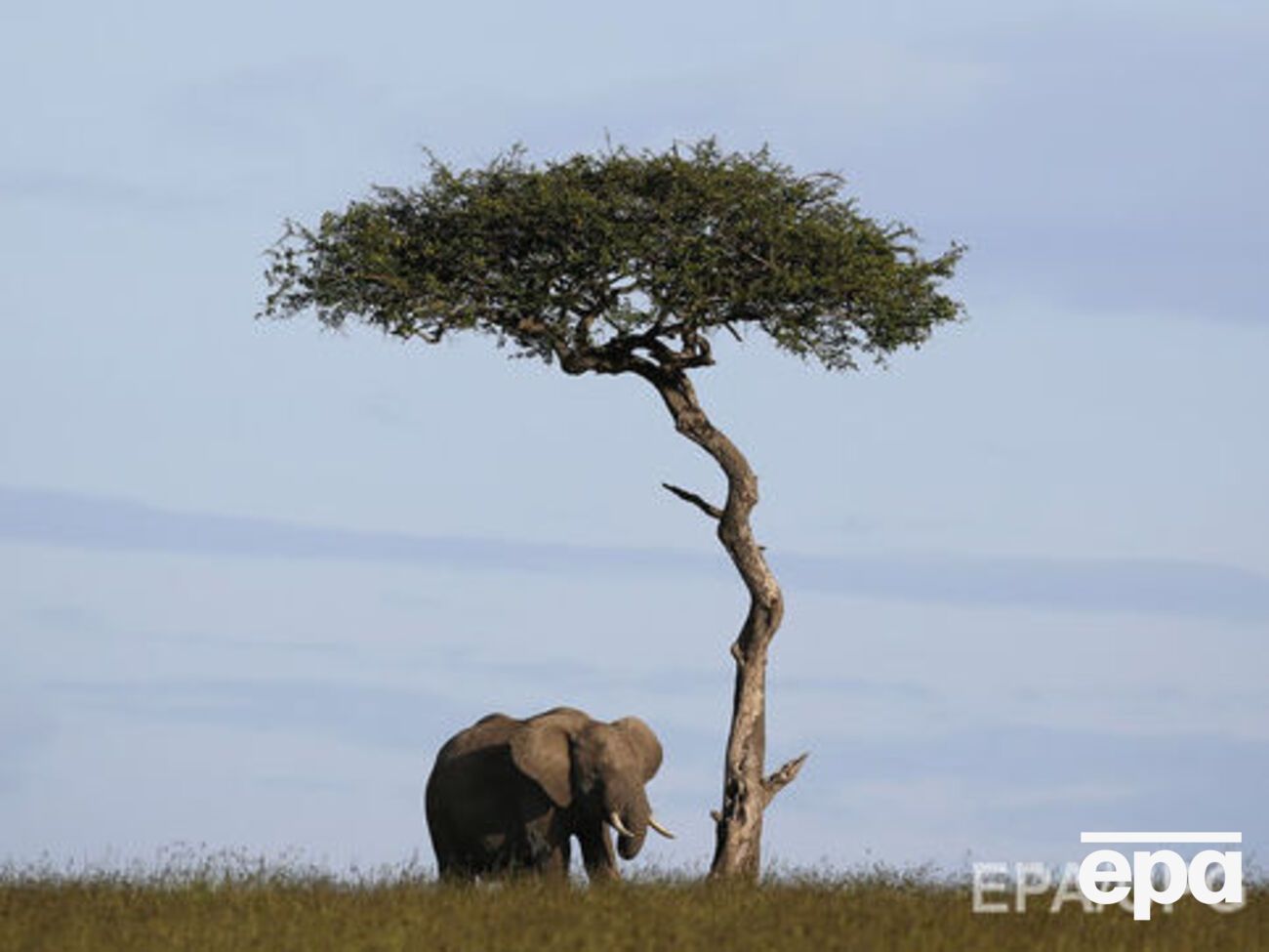 В мире осталось не более 25 слонов с длинными бивнями, 15 из них обитают в Кении