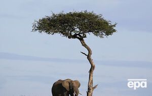 В мире осталось не более 25 слонов с длинными бивнями, 15 из них обитают в Кении