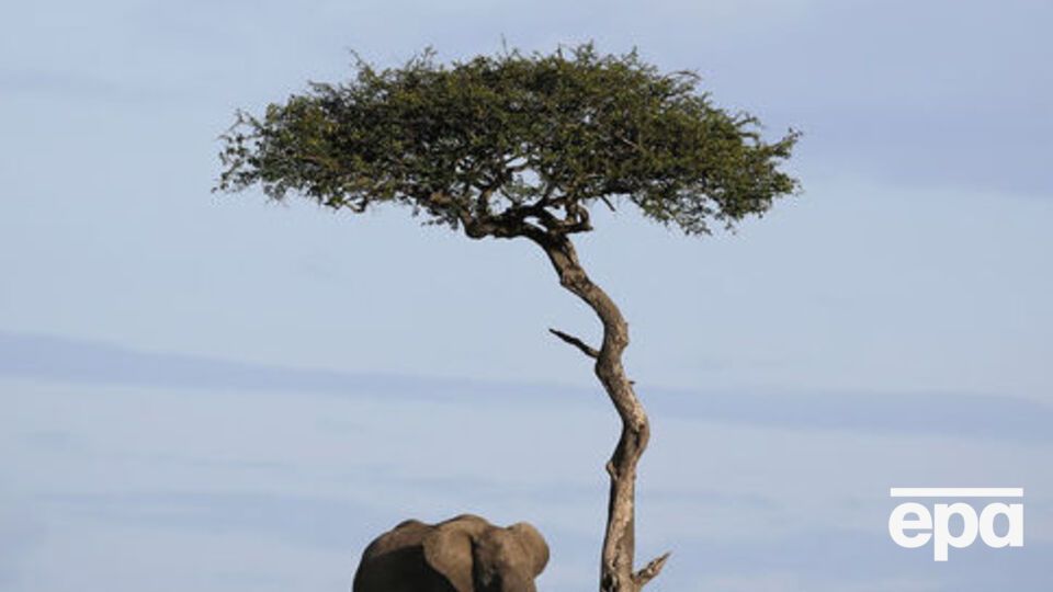 У світі залишилося не більше ніж 25 слонів із довгими бивнями, 15 із них мешкають у Кенії