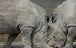 Зловмисники вбили одного із трьох білих носорогів у французькому зоопарку