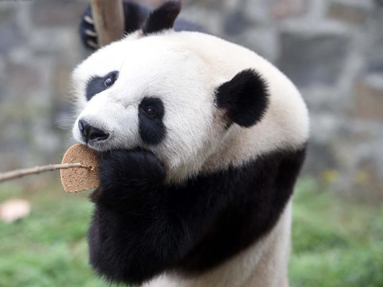 Панди їдуть до Нідерландів