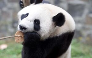 Панди їдуть до Нідерландів