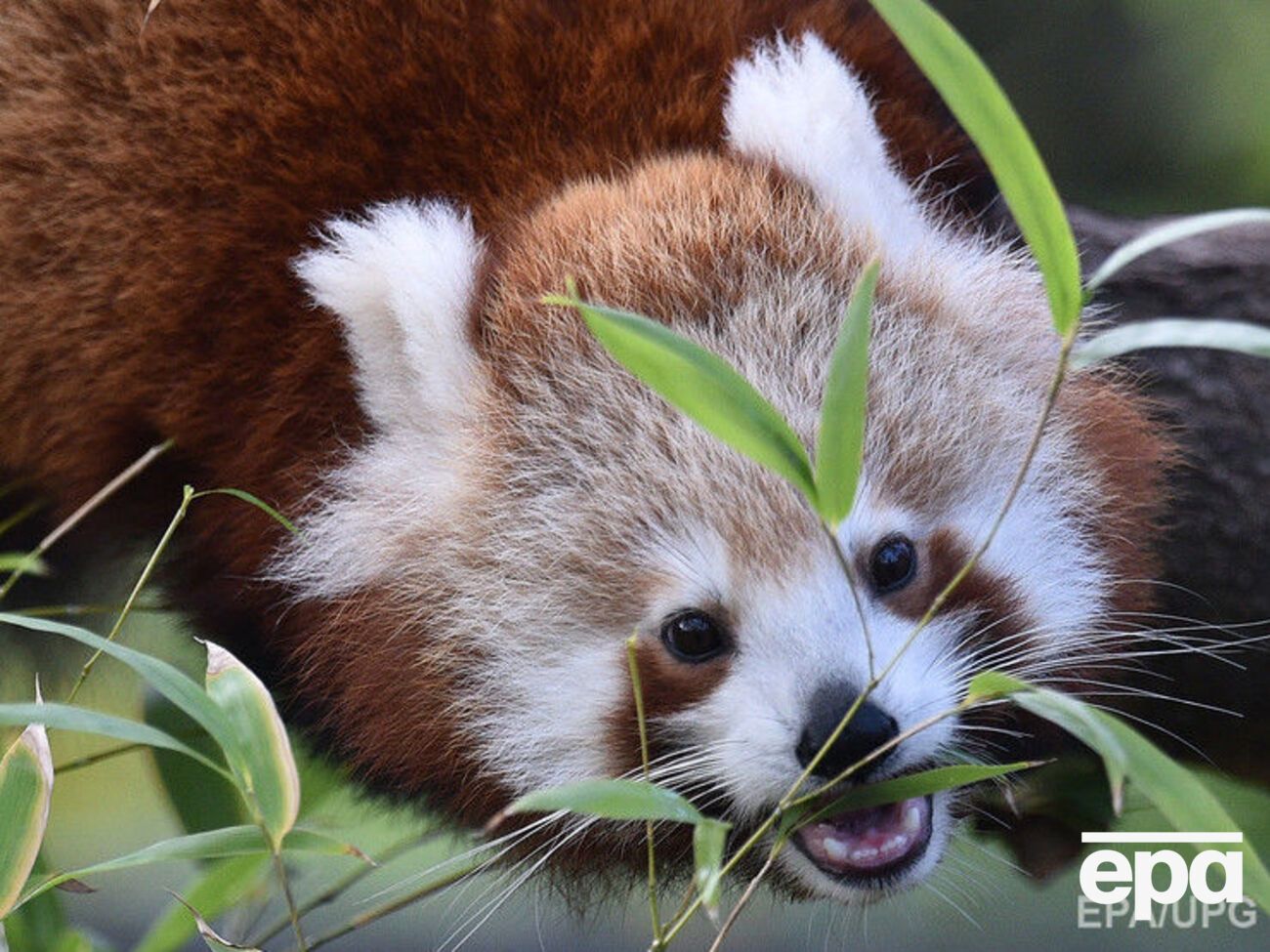 Рідкісна й кумедна тварина – червона панда