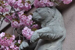 В Ужгороде зацвели сакуры. Фоторепортаж