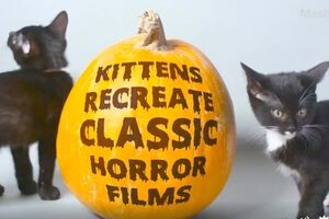 Кошенята стали "героями" жахливчиків