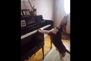 Собака-музикант