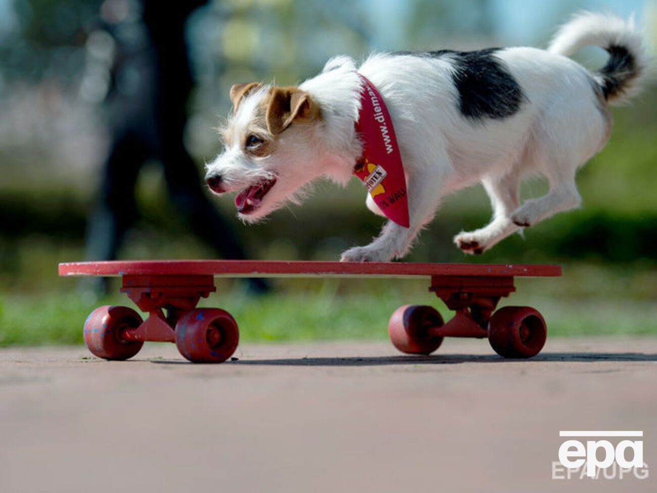 Багато собак освоїло скейт