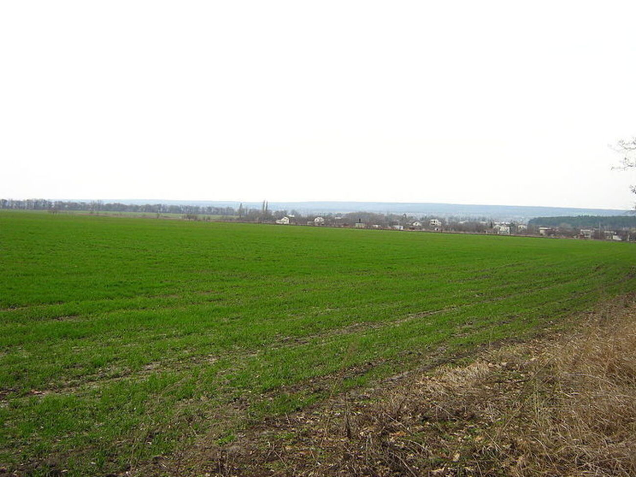 На урожай озимих похолодання у квітні не вплине