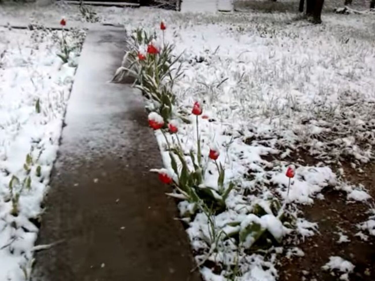 Снег выпал второй раз за пять дней