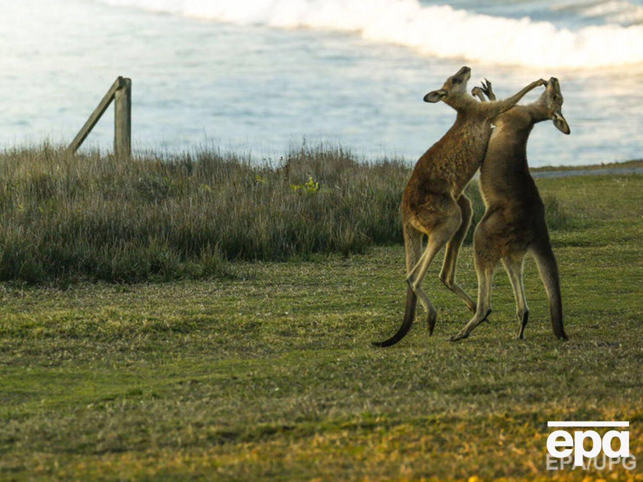 Кенгуру любят порезвиться на траве