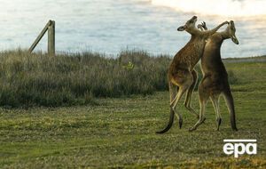 Кенгуру любят порезвиться на траве