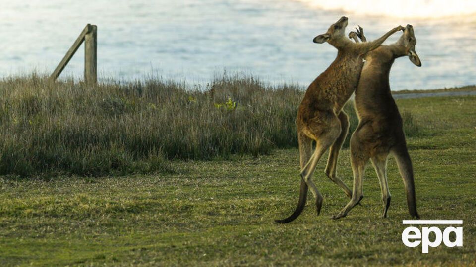 Кенгуру любят порезвиться на траве