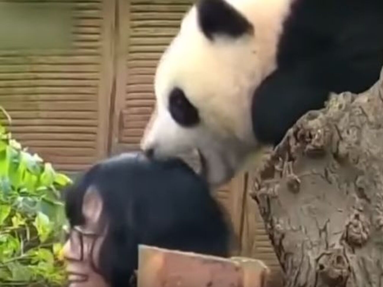Дівчина підійшла до панди, щоб сфотографуватися