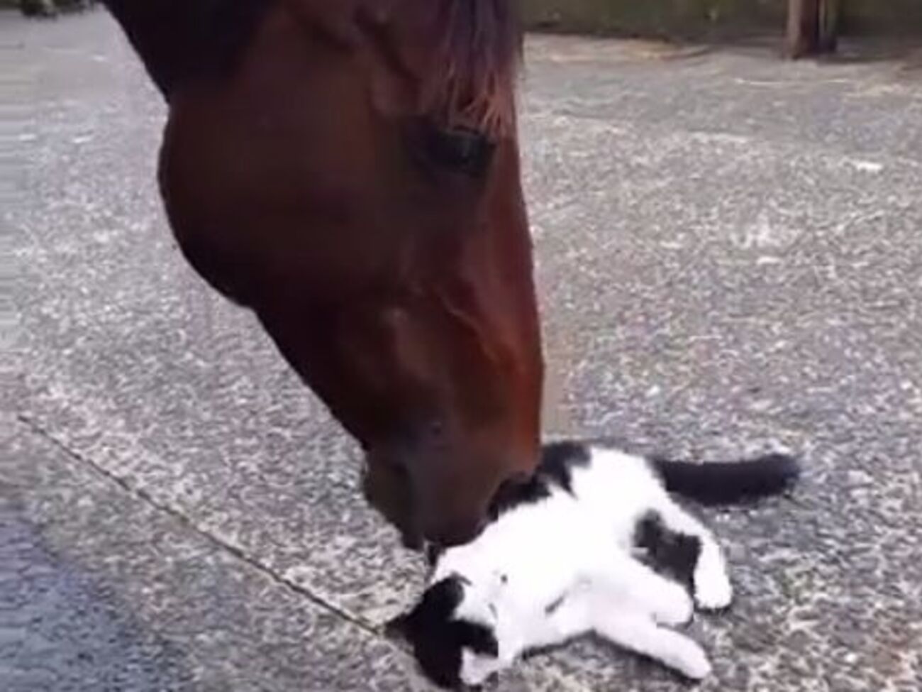 Дружба кота с конем