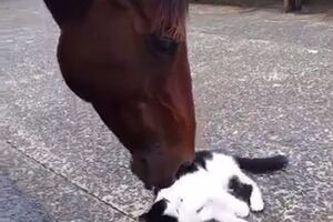 Дружба кота с конем