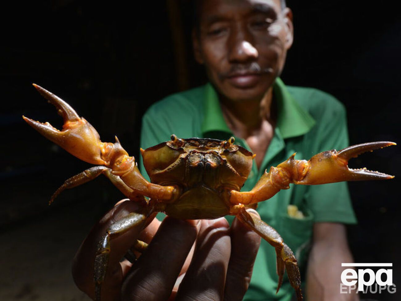 Крабы составляют более 20% морских ракообразных, вылавливаемых, выращиваемых и продаваемых во всем мире