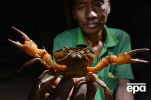 Крабы составляют более 20% морских ракообразных, вылавливаемых, выращиваемых и продаваемых во всем мире